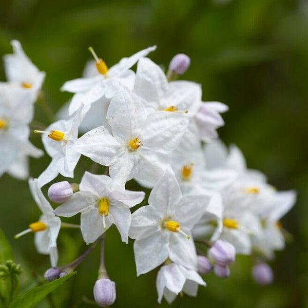 Solanum Jasminoides (Potato Vine)