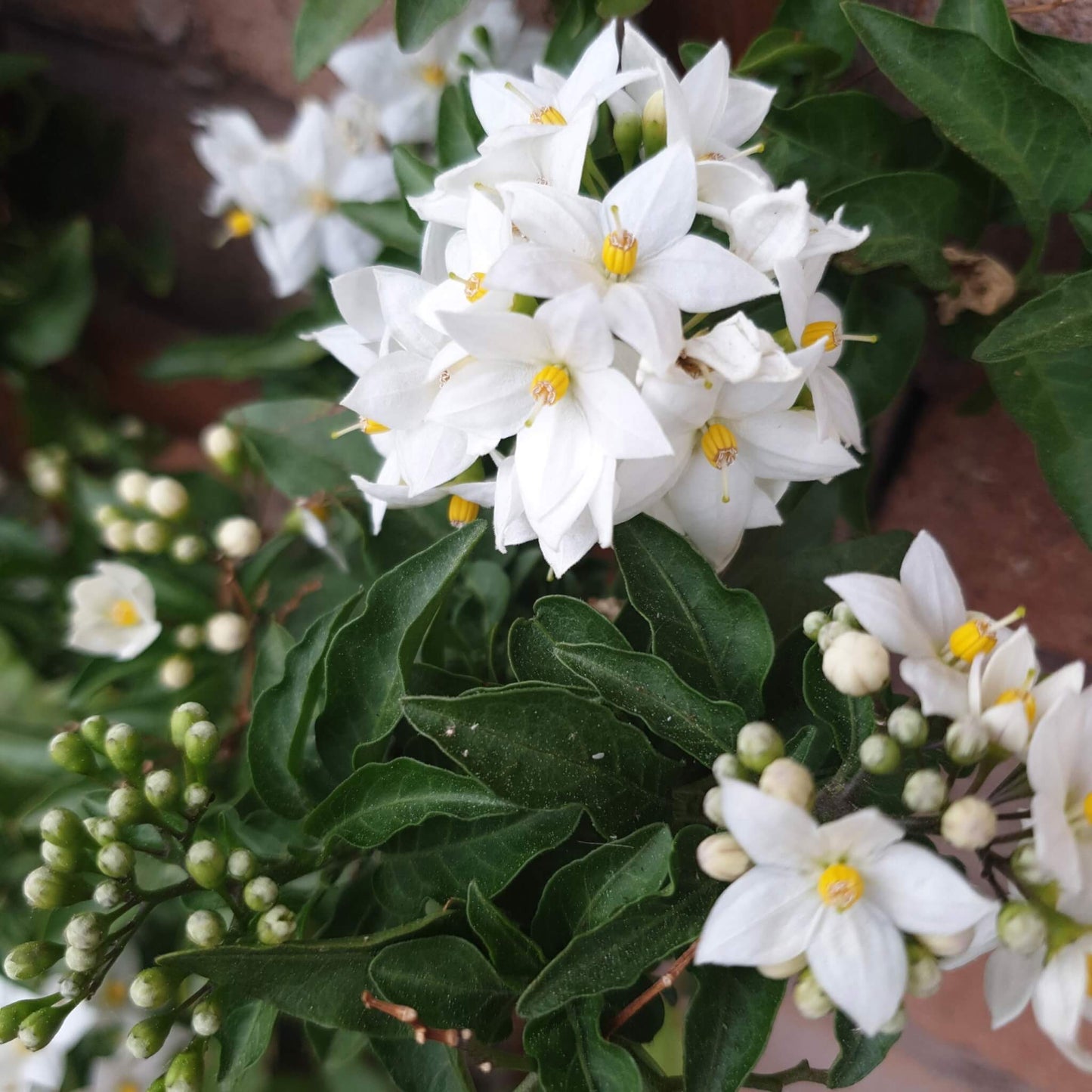 Solanum Jasminoides (Potato Vine)
