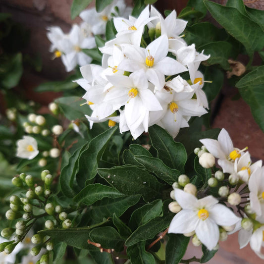 Solanum Jasminoides (Potato Vine)