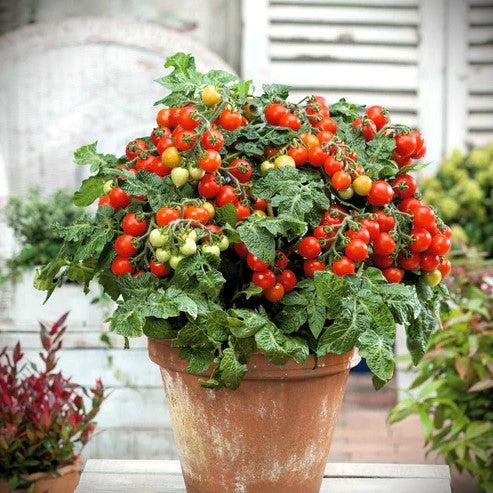 Solanum Lycopersicum (Dwarf Cherry Tomato)