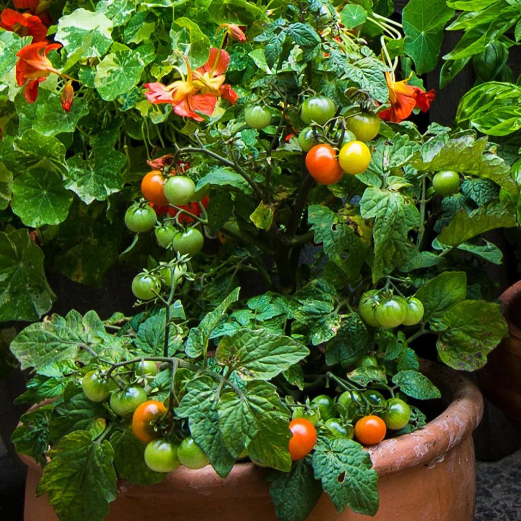 Solanum Lycopersicum (Dwarf Cherry Tomato)