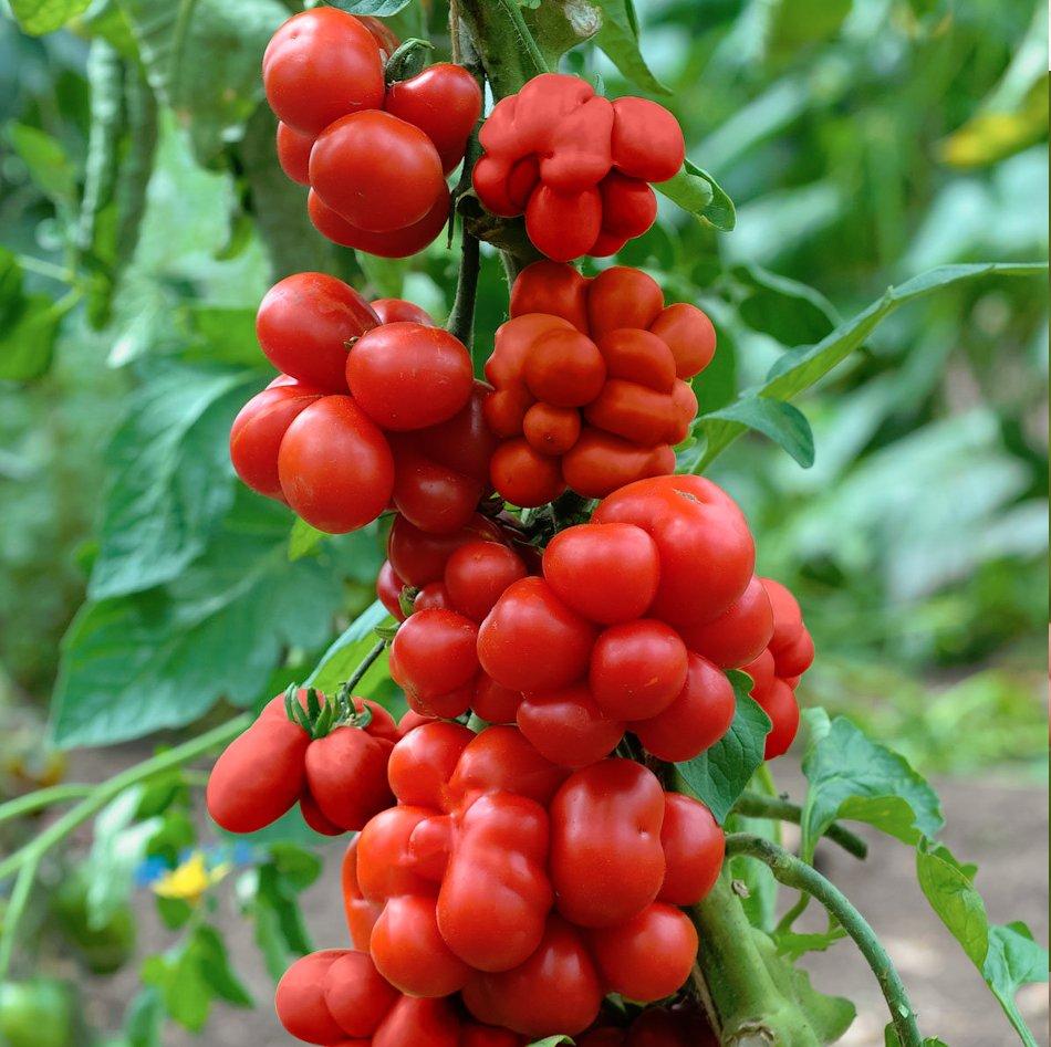 Solanum Lycopersicum 'Reisetomate' (Traveller's Tomato)