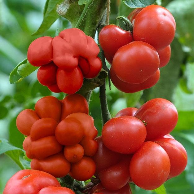 Solanum Lycopersicum 'Reisetomate' (Traveller's Tomato)