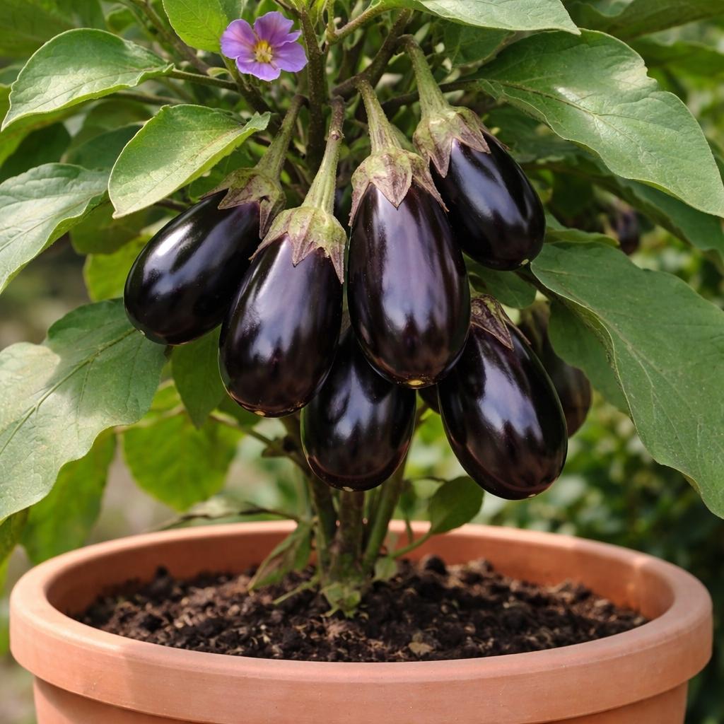 Solanum Melongena 'Patio Baby' (Patio Baby Eggplant)
