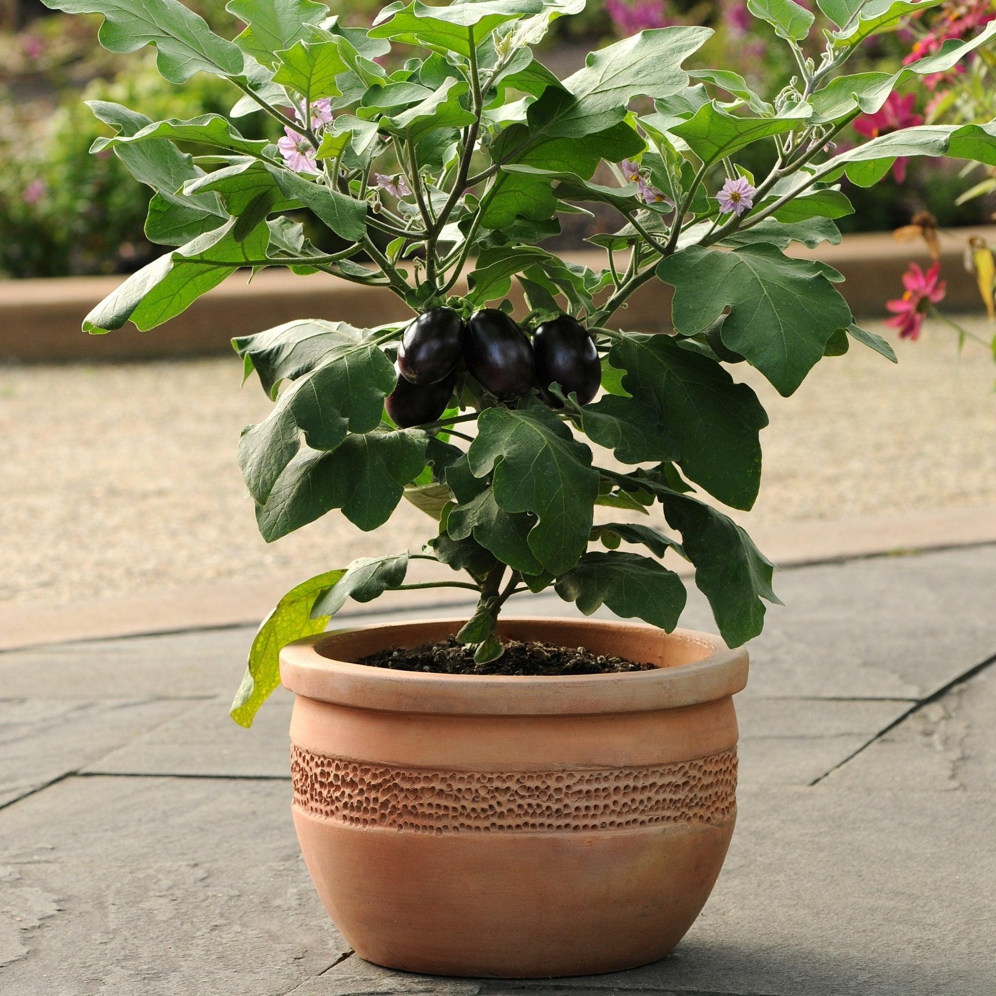 Solanum Melongena 'Patio Baby' (Patio Baby Eggplant)