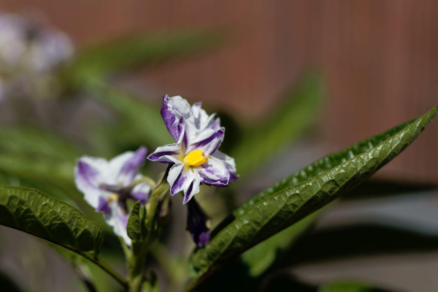 Solanum Muricatum ‘El Camino’ (Cameron Apple / Pepino)