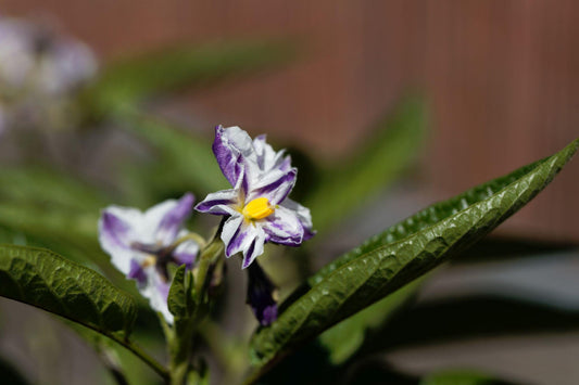 Solanum Muricatum ‘El Camino’ (Cameron Apple / Pepino)