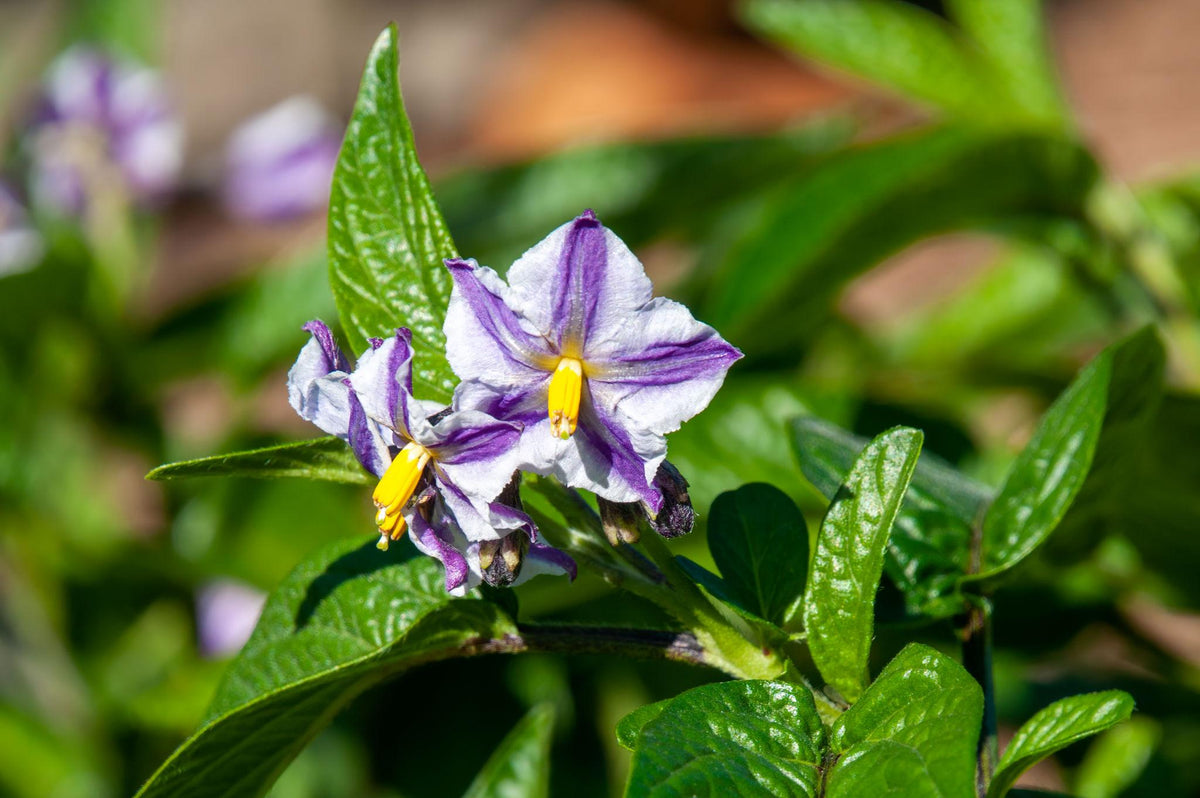 Solanum Muricatum ‘El Camino’ (Cameron Apple / Pepino)