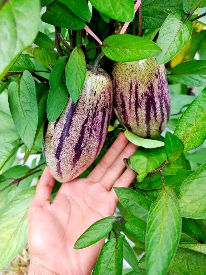 Solanum Muricatum ‘El Camino’ (Cameron Apple / Pepino)