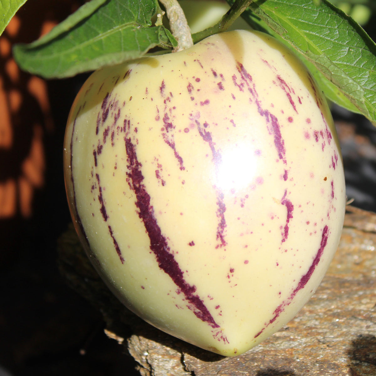 Solanum Muricatum ‘El Camino’ (Cameron Apple / Pepino)