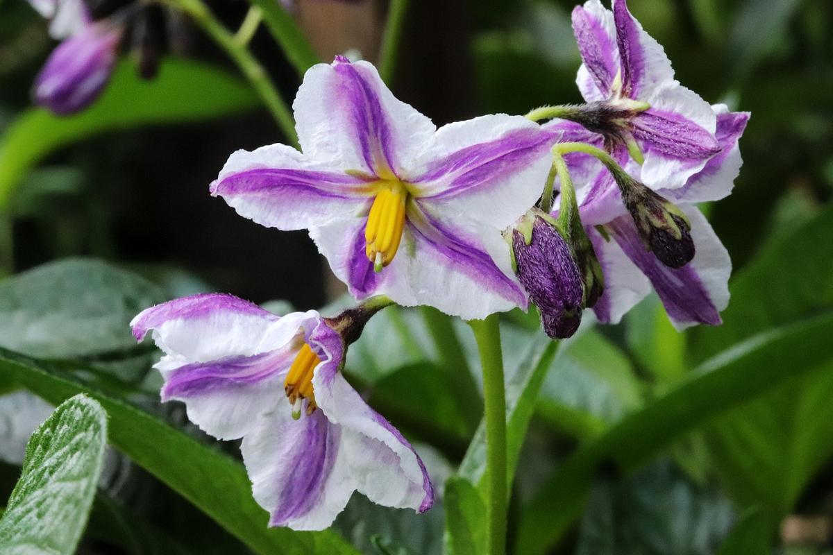 Solanum Muricatum ‘El Camino’ (Cameron Apple / Pepino)