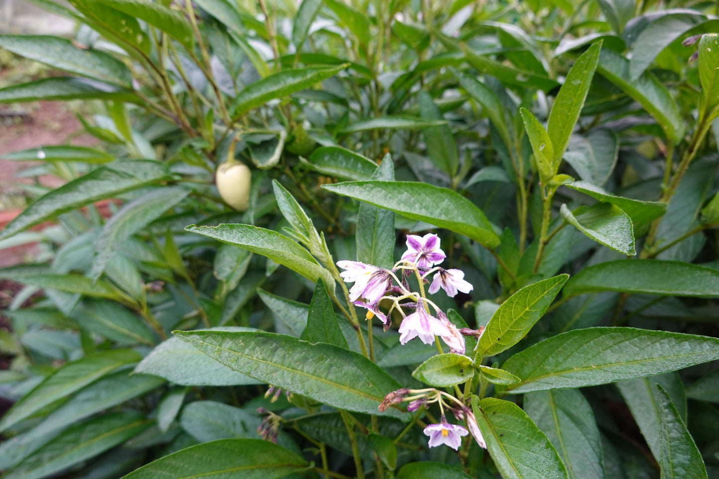 Solanum Muricatum ‘El Camino’ (Cameron Apple / Pepino)