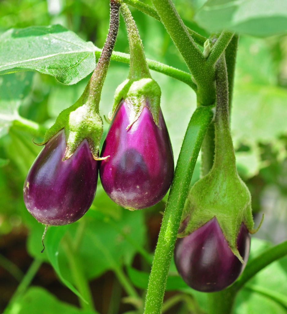 Solanum Melongena (Aubergine Eggplant)