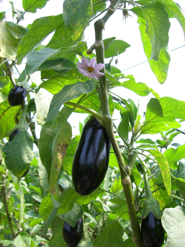 Solanum Melongena (Aubergine Eggplant)