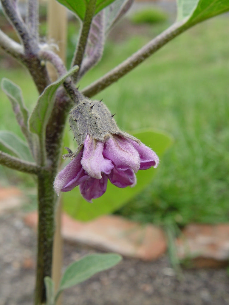Solanum Melongena (Aubergine Eggplant)