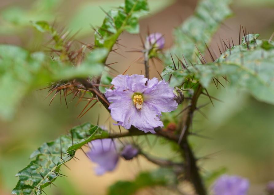 Solanum Prinophyllum (Forest Nightshade)