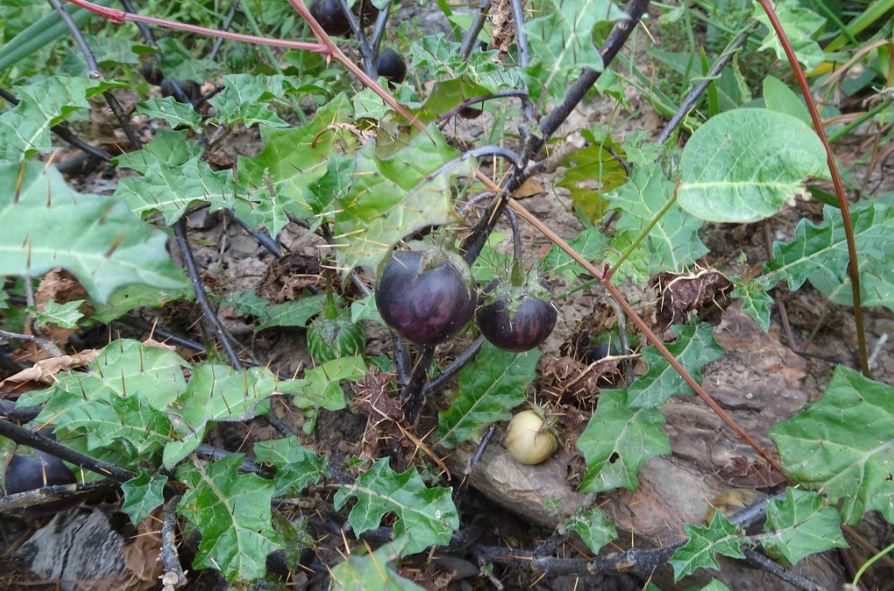 Solanum Prinophyllum (Forest Nightshade)