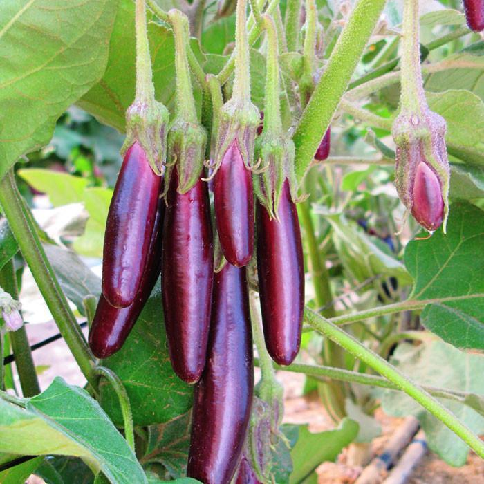 Solanum melongena ‘Mini Lebanese’ (Mini Lebanese Eggplant)
