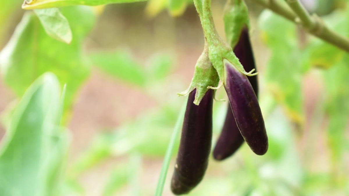 Solanum melongena ‘Mini Lebanese’ (Mini Lebanese Eggplant)