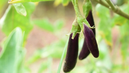 Solanum melongena ‘Mini Lebanese’ (Mini Lebanese Eggplant)