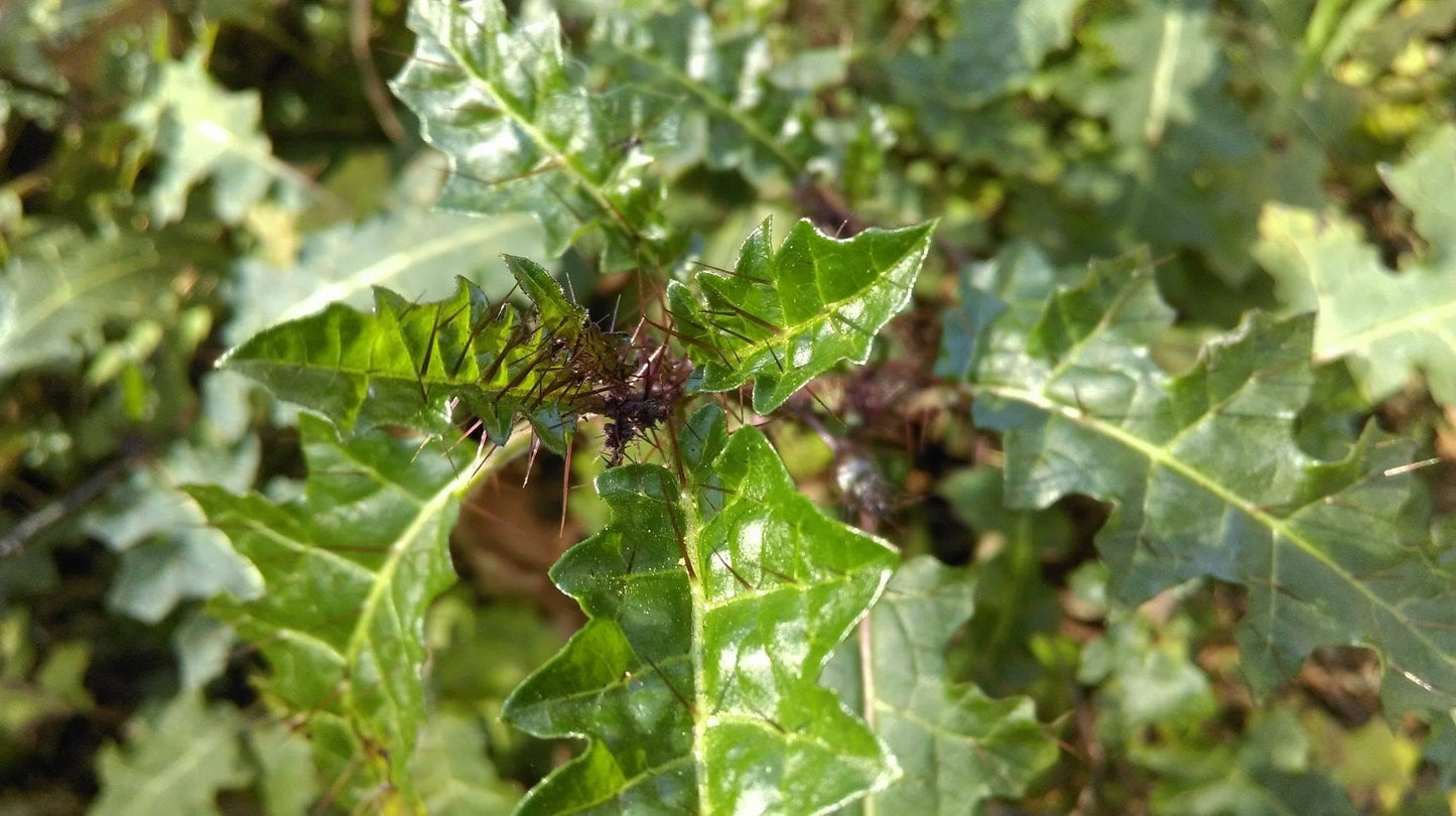 Solanum Prinophyllum (Forest Nightshade)