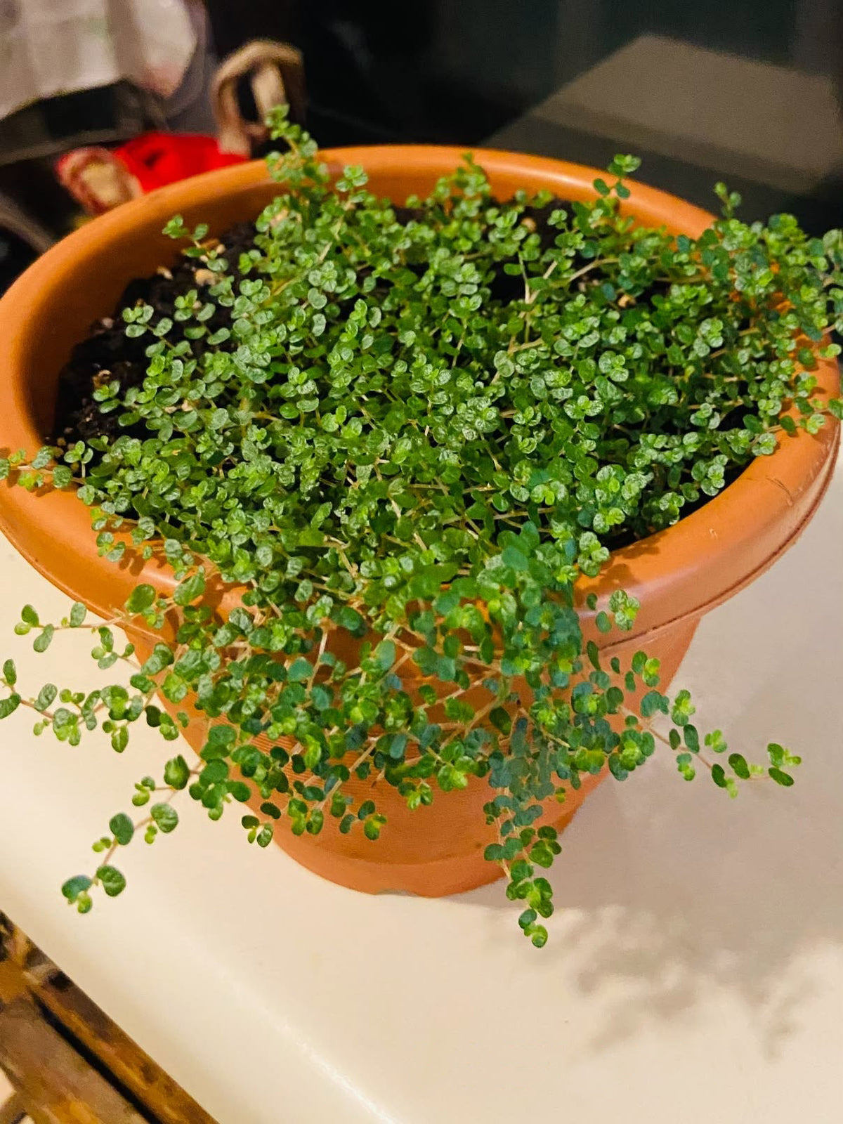 Soleirolia Soleirolii (Baby Tears)