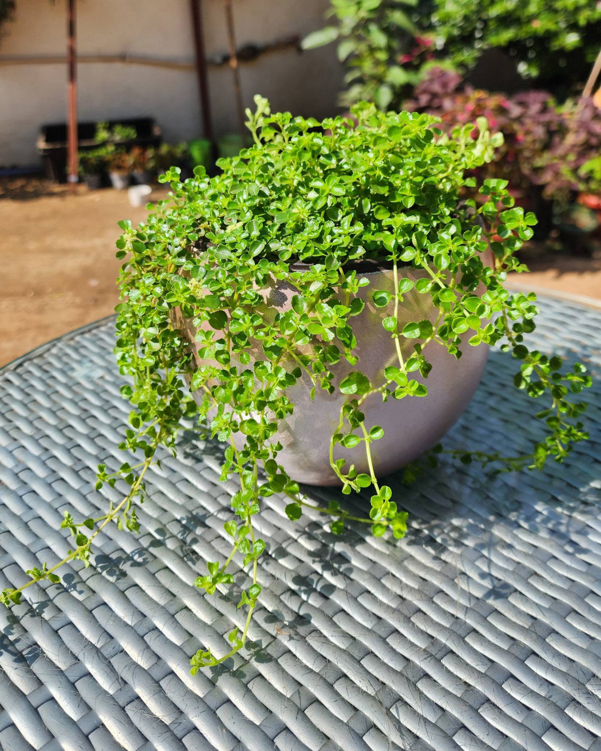 Soleirolia Soleirolii (Baby Tears)