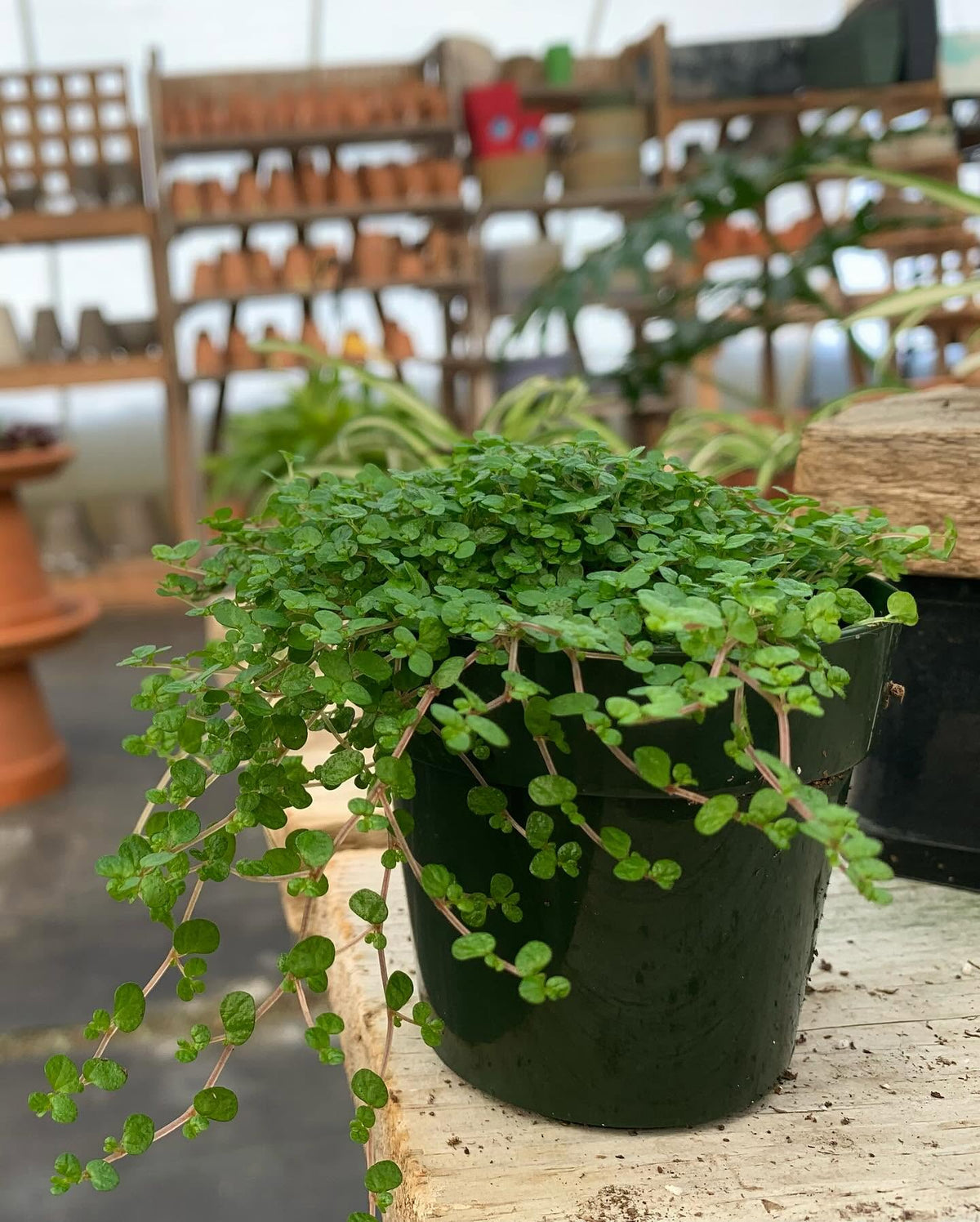 Soleirolia Soleirolii (Baby Tears)