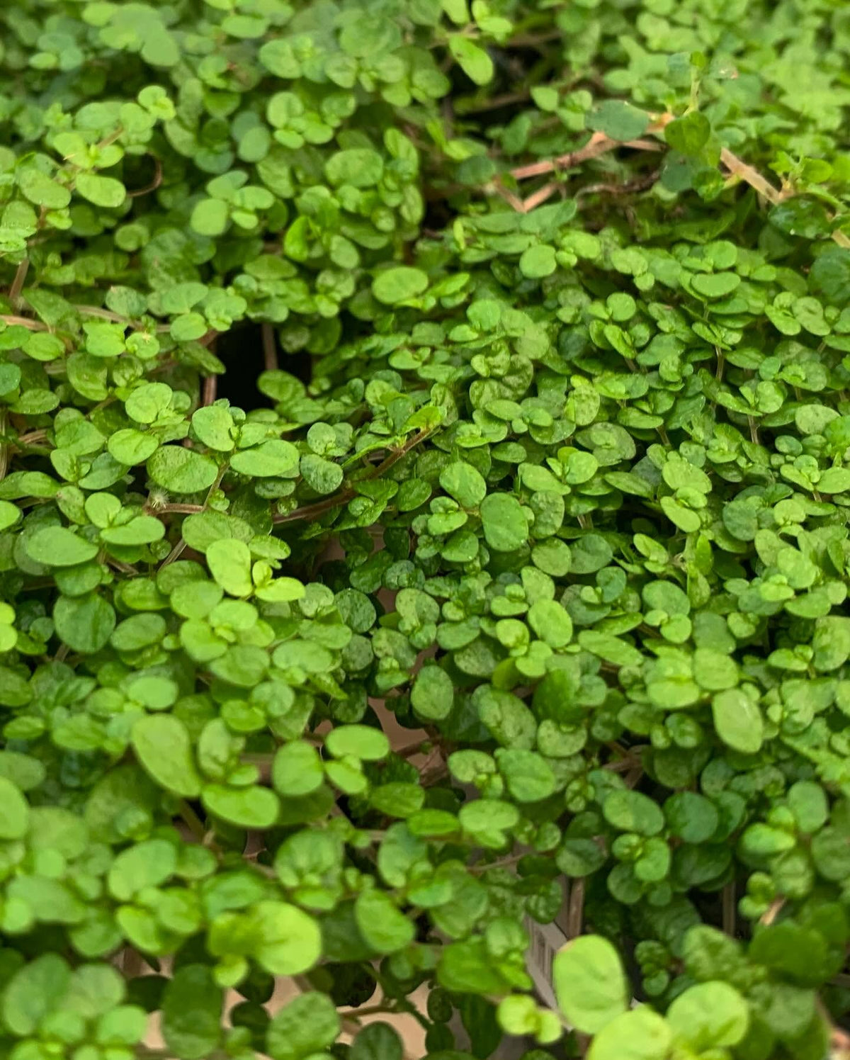 Soleirolia Soleirolii (Baby Tears)