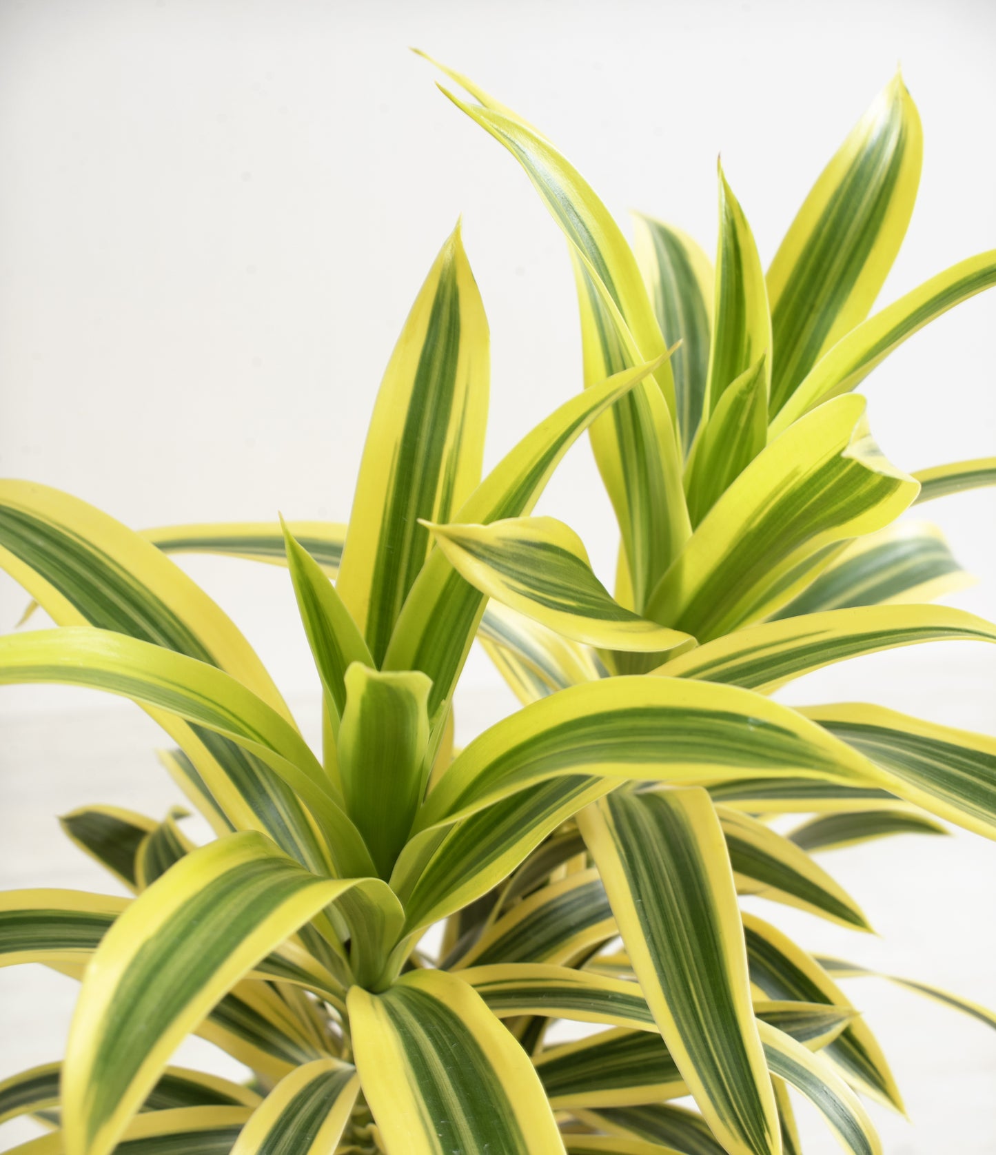 Dracaena reflexa 'Song of India' (Song of India / Dracaena)