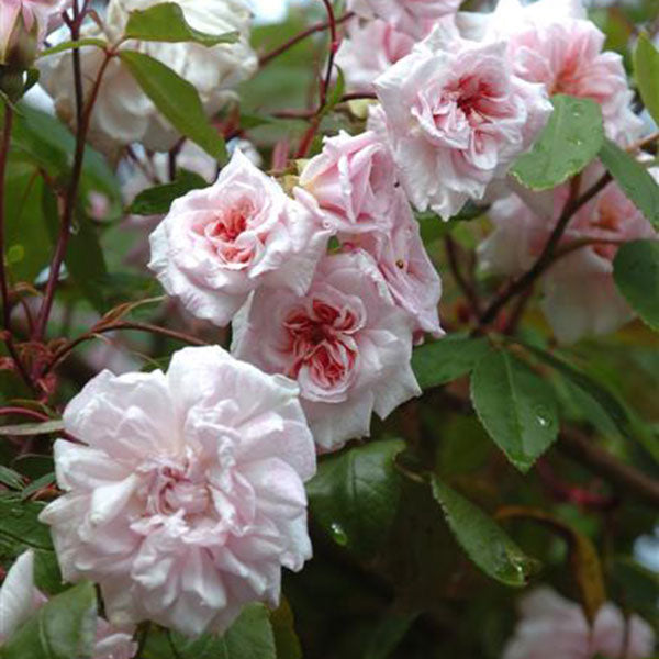 Rosa Cecile Brunner