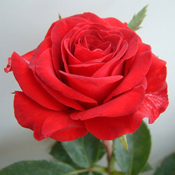 Rosa 'Loving Memory' (Loving Memory Hybrid Tea Rose)