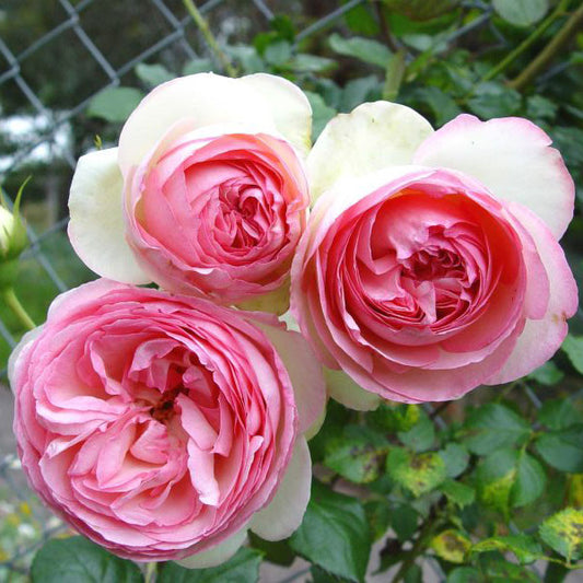 Rosa ‘Pierre De Ronsard Pink’ (Pink Pierre De Ronsard Rose)
