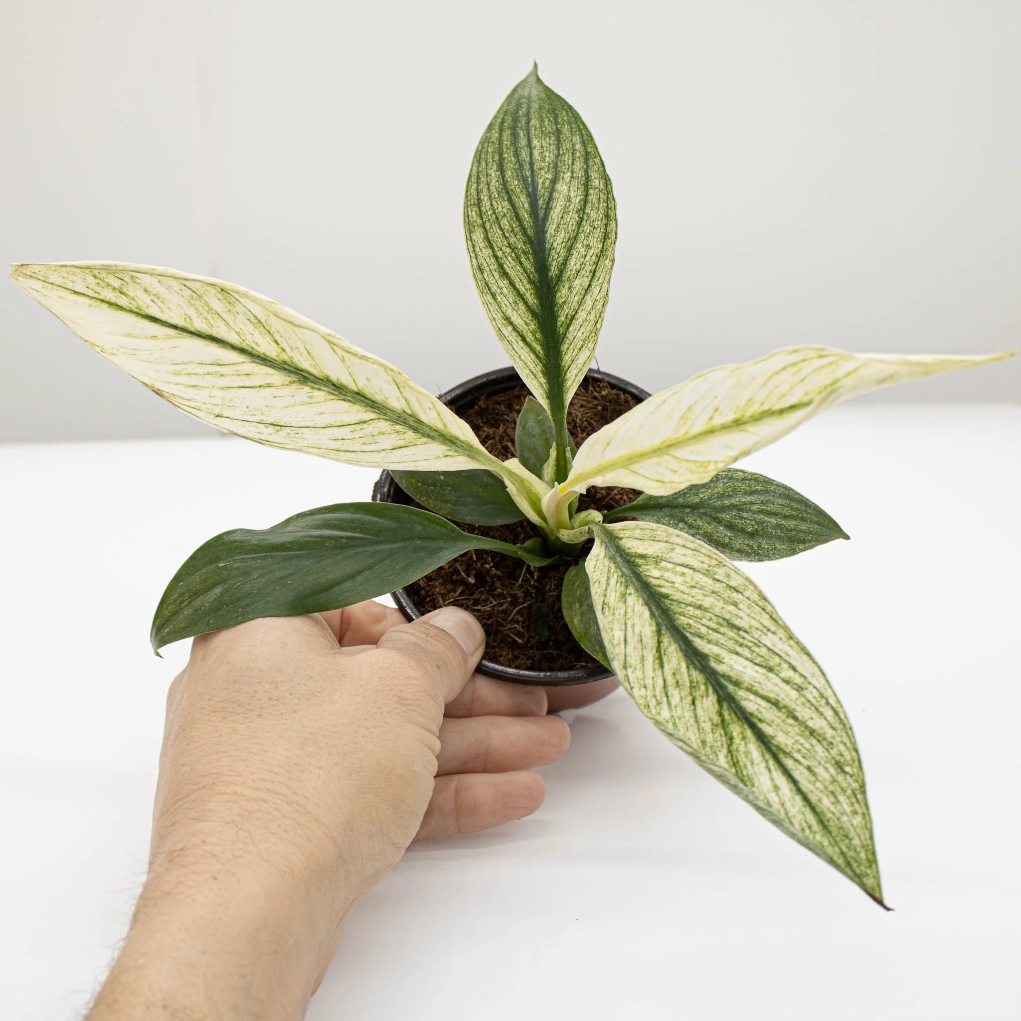 Spathiphyllum Sensation Variegated (Variegated Peace Lily)