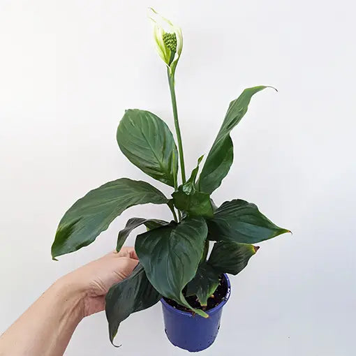 Spathiphyllum ‘Crown’ (Pollenless Peace Lily)