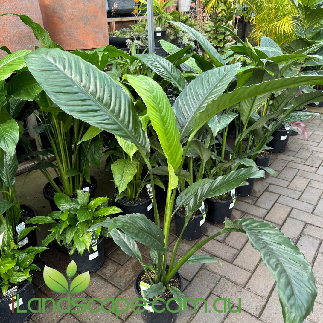 Spathiphyllum 'Blue Moon' (Blue Moon Peace Lily)
