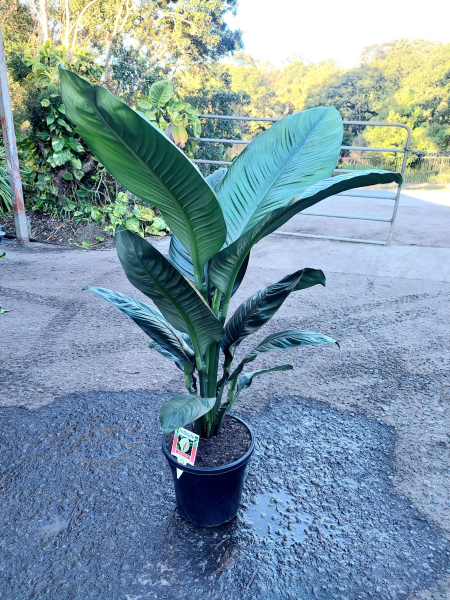 Spathiphyllum (Assorted)