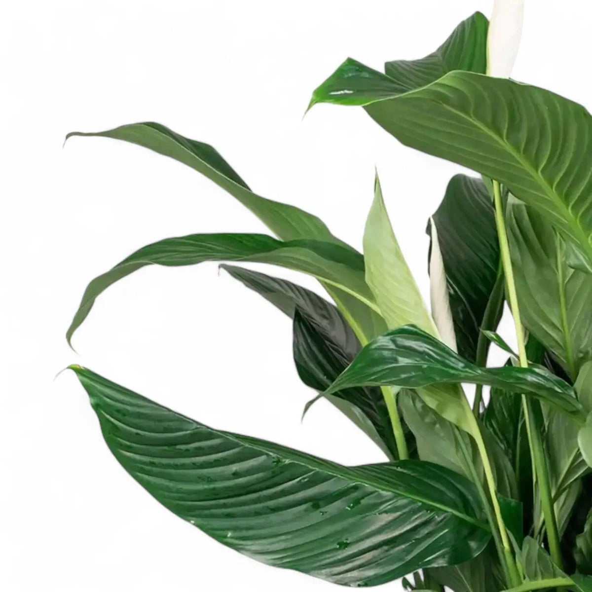 Spathiphyllum ‘Sweet Silvana’ (Peace Lily)