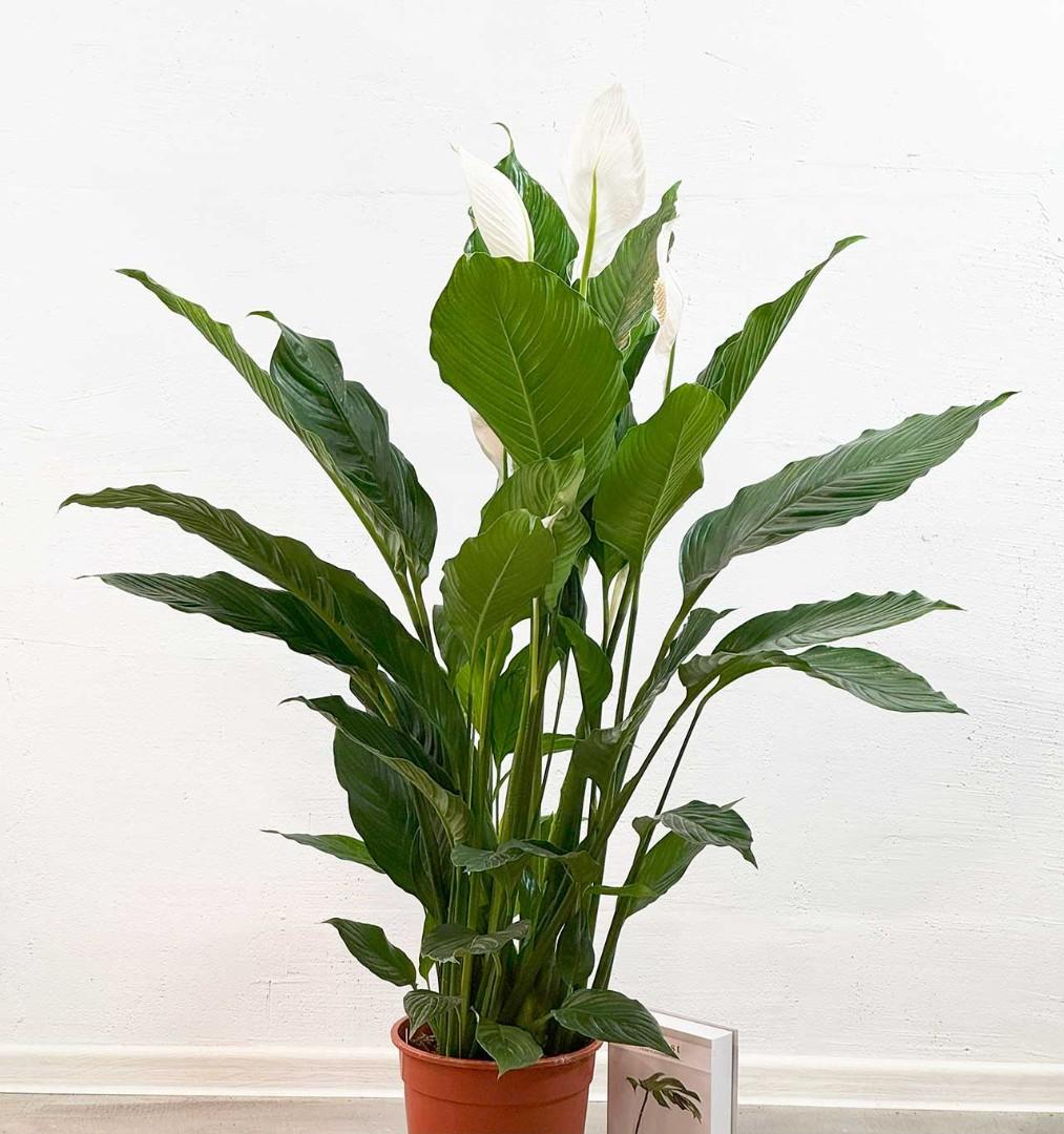 Spathiphyllum ‘Sweet Silvana’ (Peace Lily)