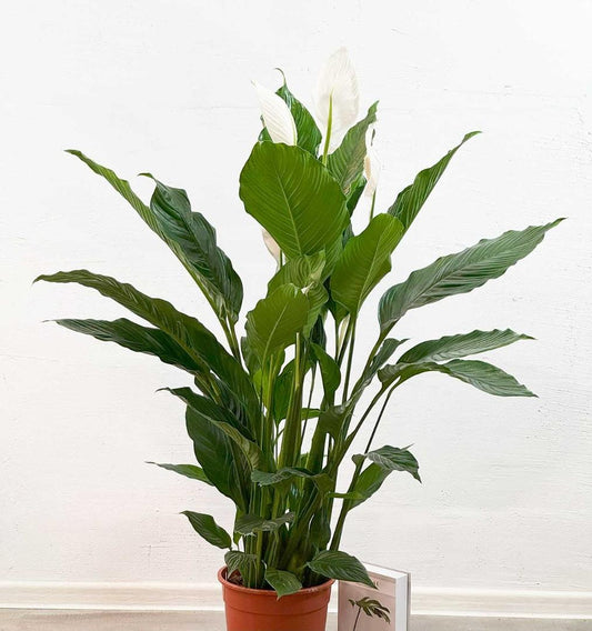 Spathiphyllum ‘Sweet Silvana’ (Peace Lily)