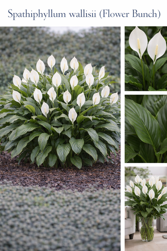 Spathiphyllum Wallisii (Flower Bunch)