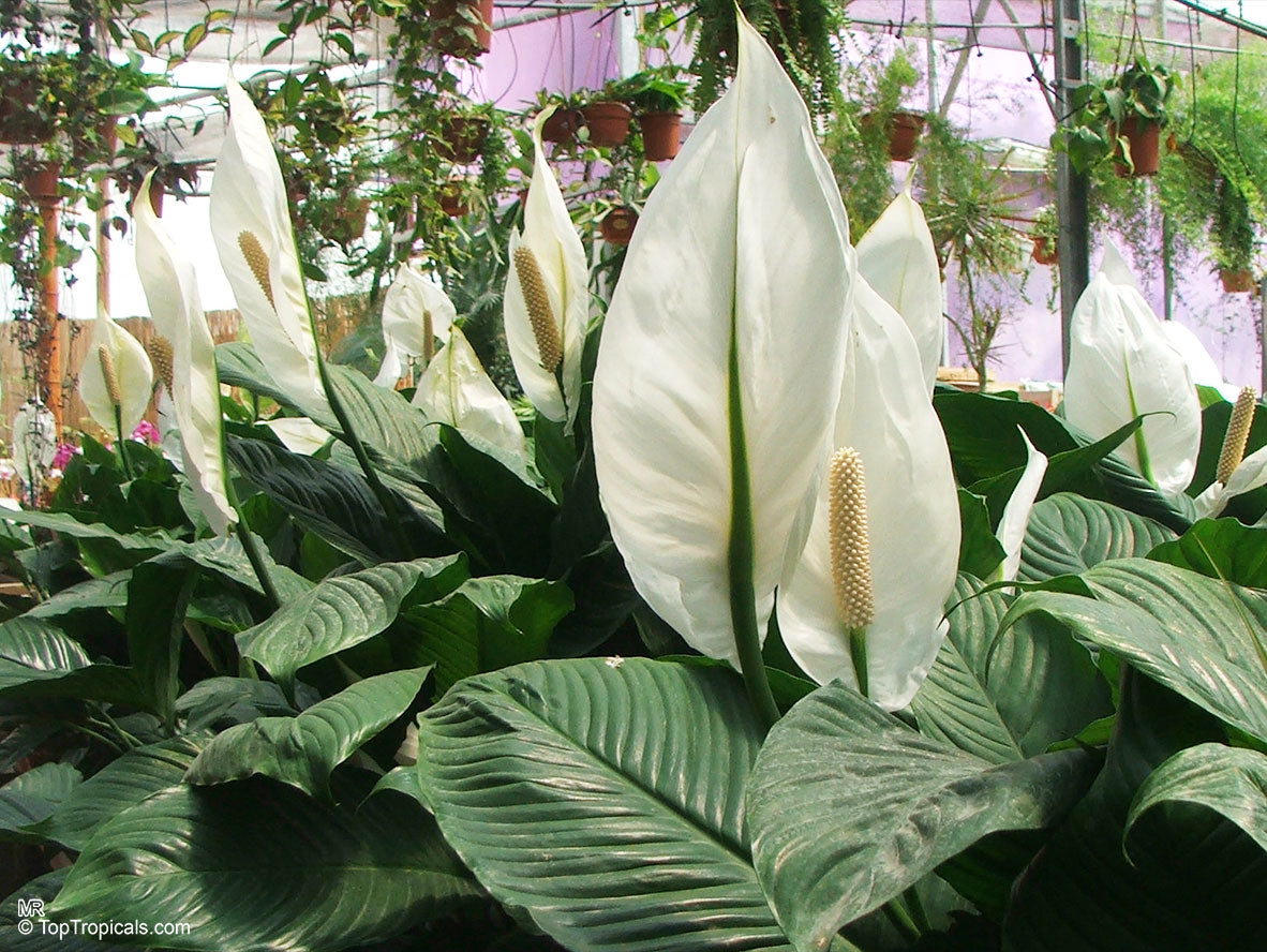 Spathiphyllum Wallisii (Peace Lily)