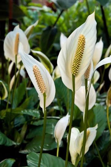 Spathiphyllum Wallisii (Peace Lily)