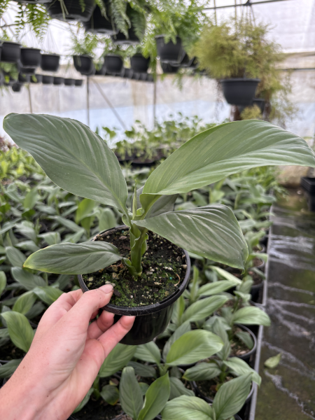 Spathiphyllum (Assorted) CLEARANCE