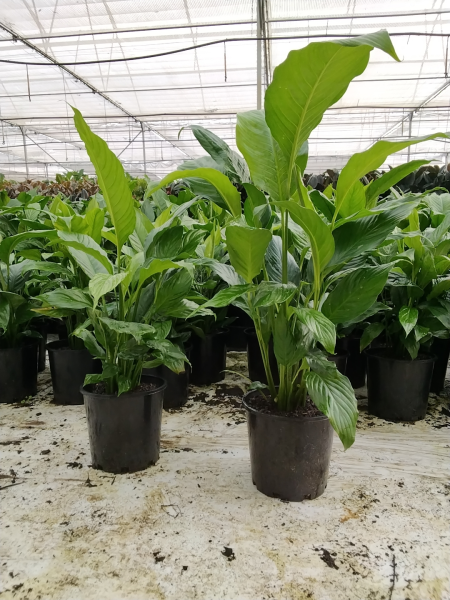 Spathiphyllum (Assorted)