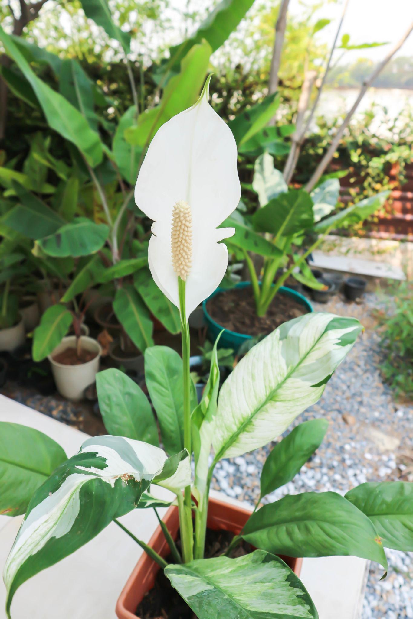 Spathiphyllum 'Jet Diamond' (Jet Diamond Peace Lily)