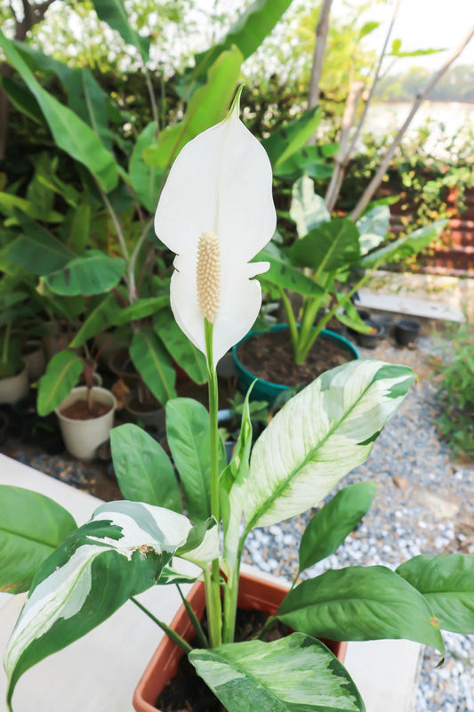 Spathiphyllum 'Jet Diamond' (Jet Diamond Peace Lily)