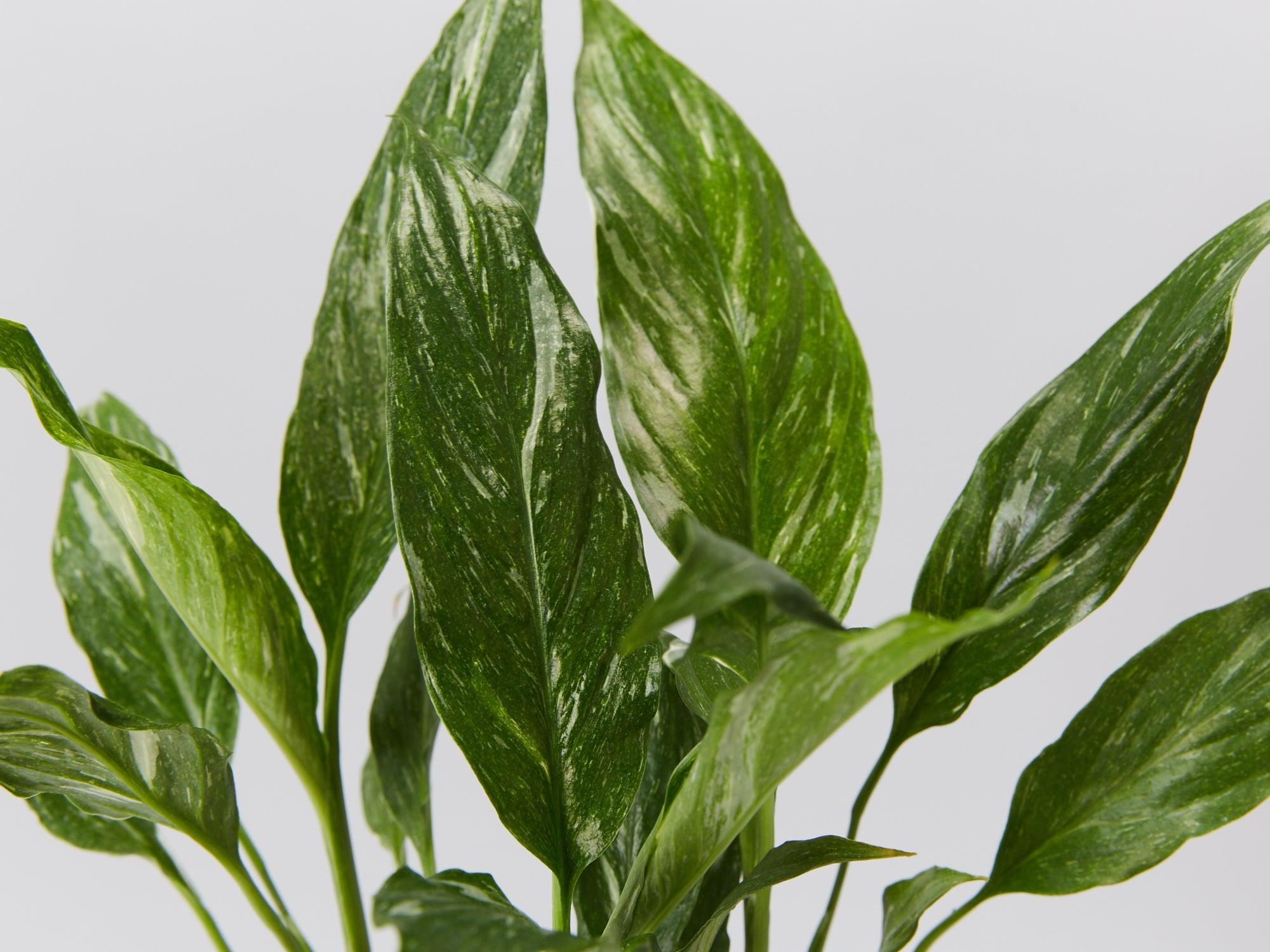 Spathiphyllum 'Jet Diamond' (Jet Diamond Peace Lily)