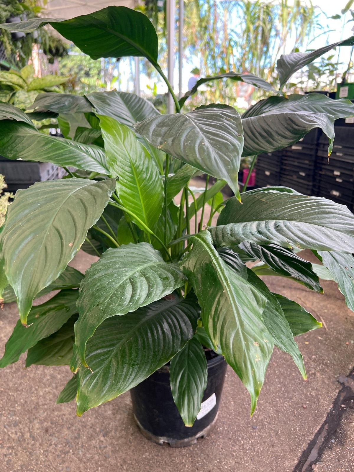 Spathiphyllum ‘Maracay’ (Maracay Peace Lily)