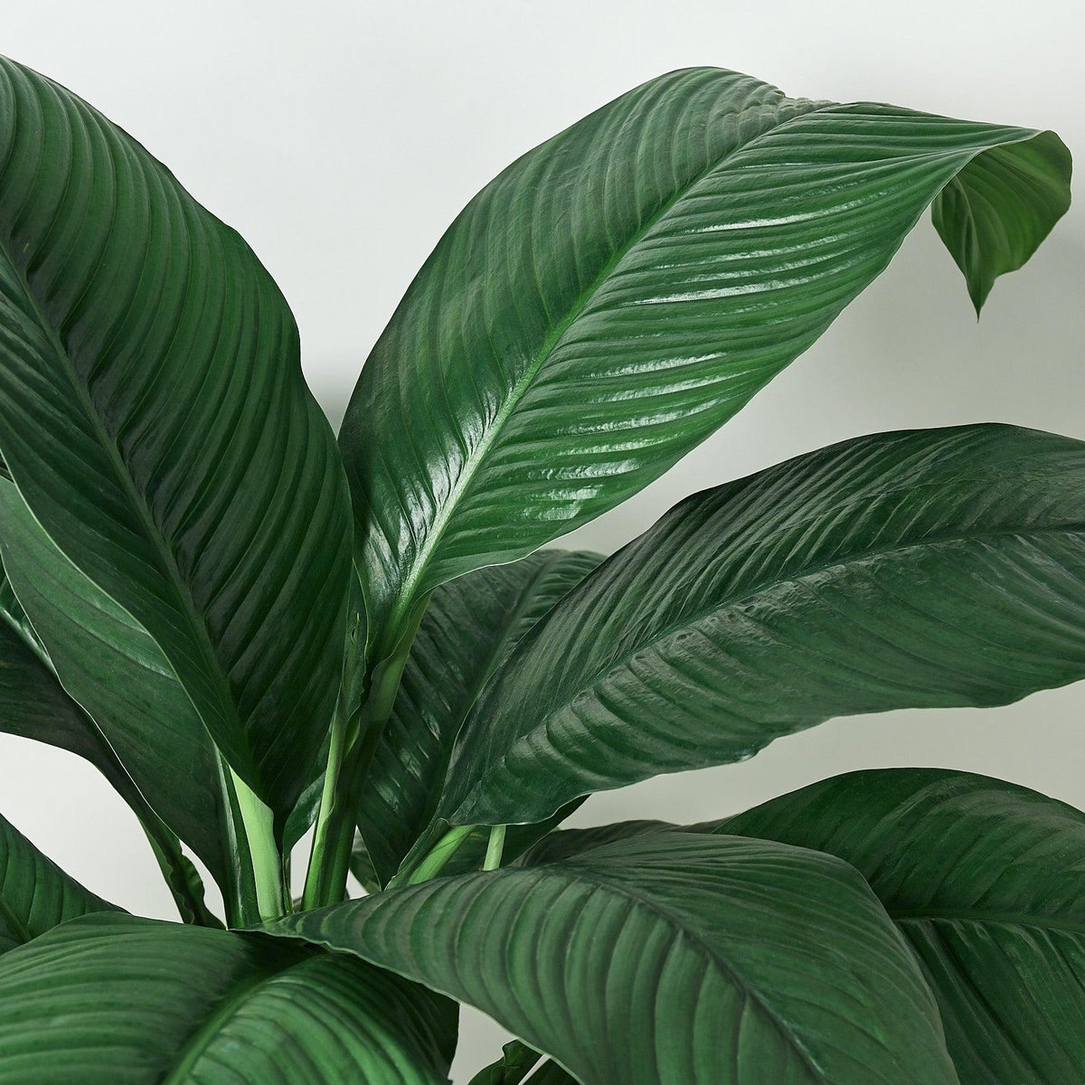 Spathiphyllum ‘Maracay’ (Maracay Peace Lily)